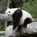 Pandas Slide - free online game