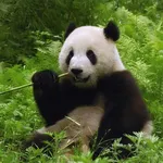 Pandas Puzzle - free online game