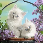 Funny Kitty Puzzle - free online game