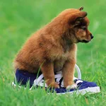 Playful Puppy Outdoor Puzzle - free online game