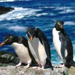 Penguins Slide - free online game